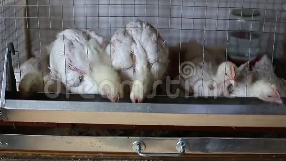 视频几只鸡在笼子里吃联合饲料视频的预览图