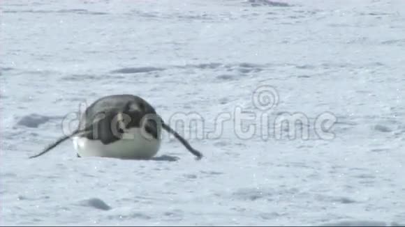 南极洲的帝企鹅视频的预览图