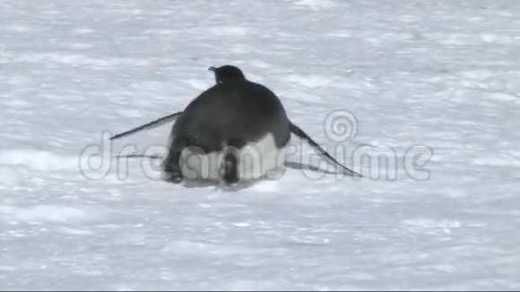 南极洲的帝企鹅视频的预览图