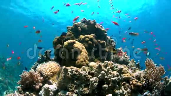4k珊瑚礁和安蒂亚斯及水坝视频的预览图