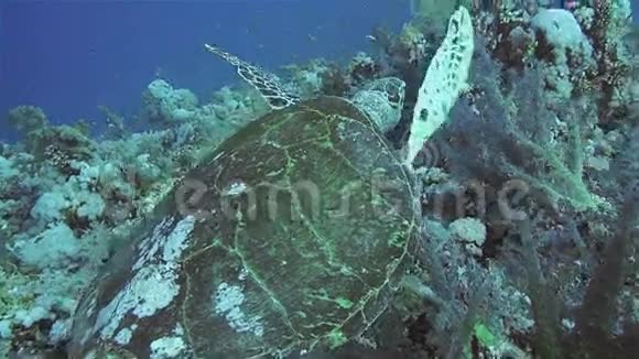 红海里的龟视频的预览图