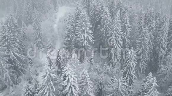 在雪山针叶林中飞过暴风雪不舒服的冬天天气视频的预览图