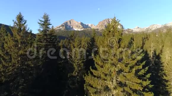 黑山云杉林的鸟瞰图视频的预览图