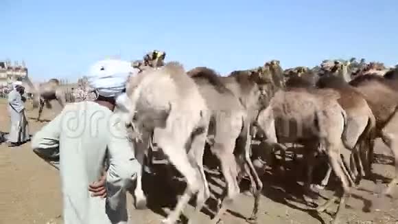 达劳骆驼市场埃及视频的预览图