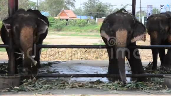泰国大象在泰国吃食物视频的预览图