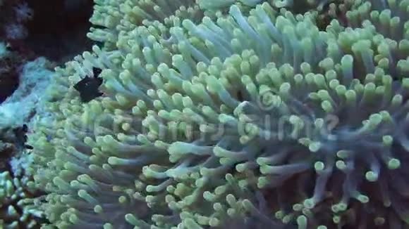 珊瑚礁上的海葵视频的预览图