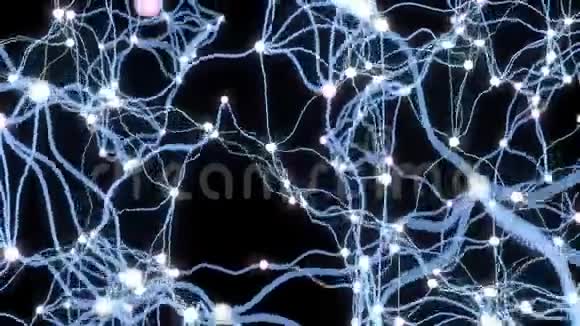 4K神经元活动视频的预览图