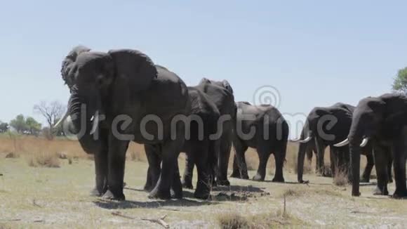 非洲象群视频的预览图