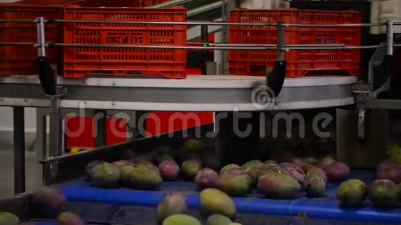 芒果水果系列包装工业视频的预览图