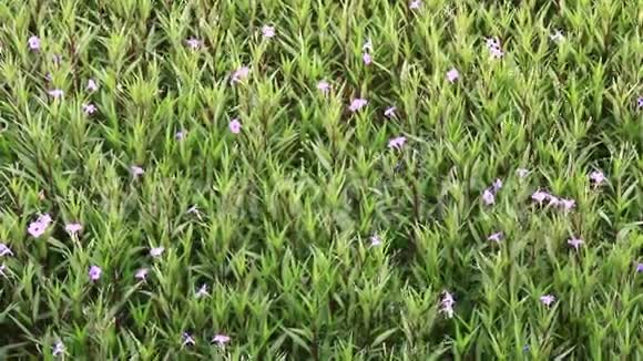 紫色的花园视频的预览图