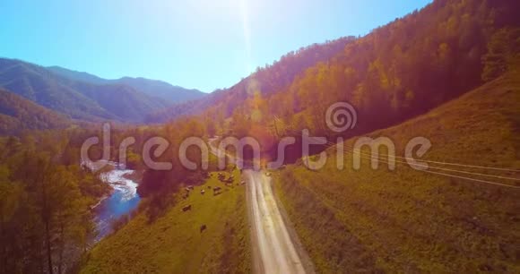 在阳光明媚的夏日早晨中气飞越新鲜的山河和草地农村土路下面奶牛和汽车视频的预览图