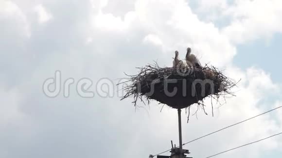 鹳鸟坐在柱子上的巢里视频的预览图