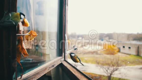 在木制的窗台上放着鸟雀猫面包和猪油慢动作视频的预览图