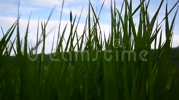 绿草如茵美丽的背景春风视频的预览图