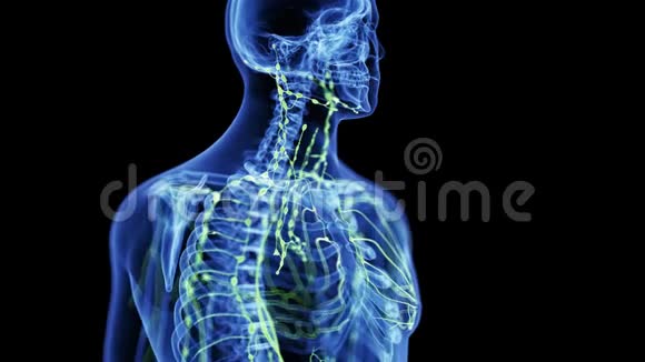 颈的淋巴系统视频的预览图