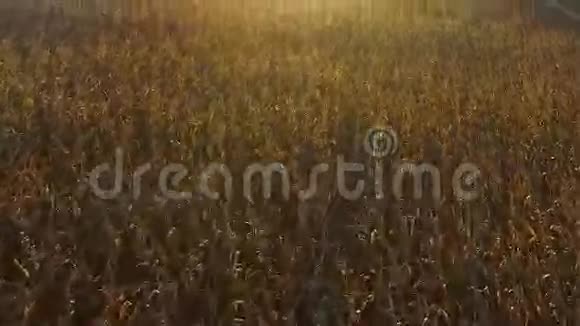 在金色夕阳下玉米地上空飞行和起飞鸟瞰视频的预览图