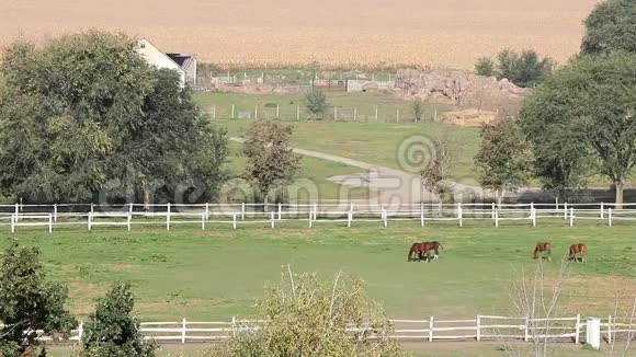 农场里有马视频的预览图