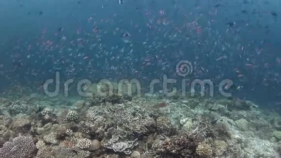 马尔代夫海底背景珊瑚上的彩色鱼群视频的预览图