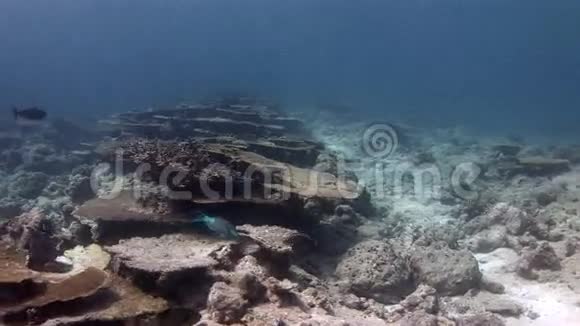 马尔代夫海底海底背景珊瑚视频的预览图