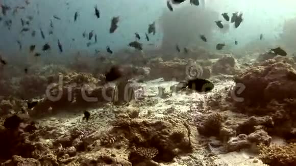 马尔代夫海底背景珊瑚上的彩色鱼群视频的预览图