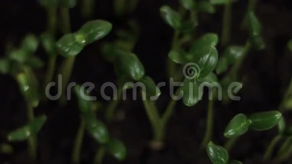 发芽黄瓜种子视频的预览图