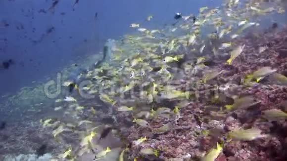 马尔代夫洁净清水背景下的黄条鱼流派视频的预览图