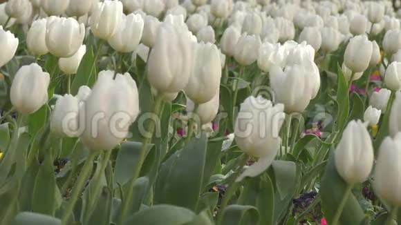 春天的白花在花园里视频的预览图