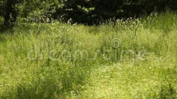 野草阳光下草地上蓬松的杂草视频的预览图