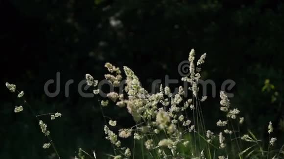 野草阳光下草地上蓬松的杂草视频的预览图