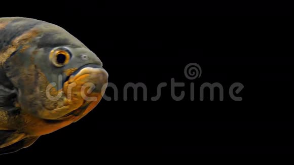 亚马逊热带鱼老虎奥斯卡黑背景视频的预览图