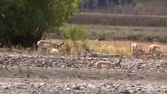 辙叉角羚羊视频的预览图