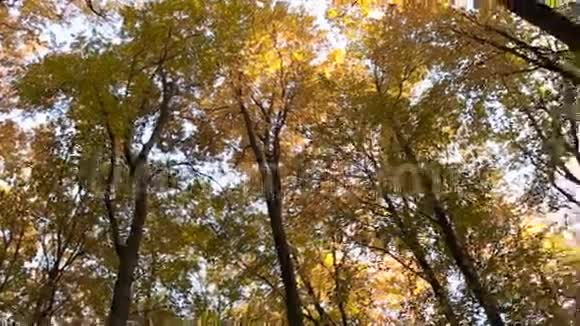 有黄叶的森林树木视频的预览图