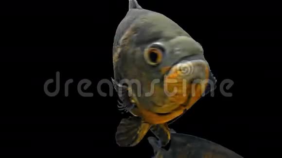 亚马逊热带鱼老虎奥斯卡黑色背景视频的预览图