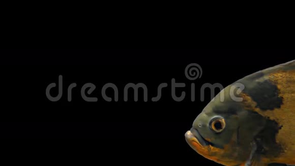 亚马逊热带鱼老虎奥斯卡黑背景视频的预览图