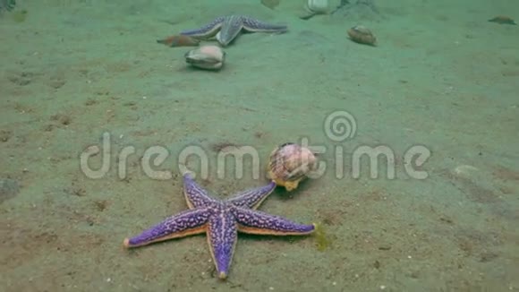 海星捕食贝壳上的沙底视频的预览图