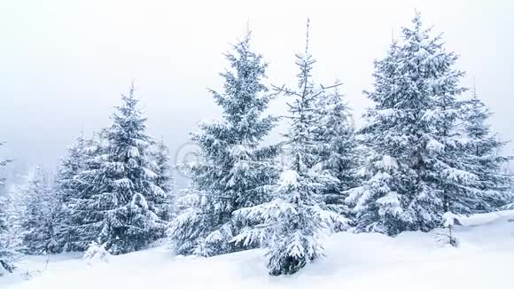 美丽的冬季景观白雪覆盖的树木冬天的山视频的预览图