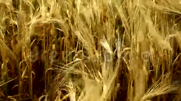 成熟小麦的耳朵视频的预览图