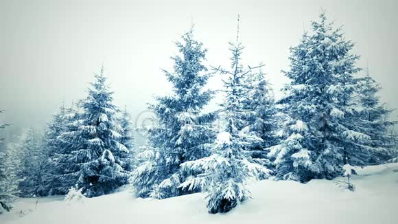 美丽的冬季景观白雪覆盖的树木冬天的山视频的预览图