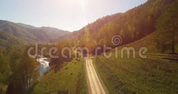 在阳光明媚的夏日早晨中气飞越新鲜的山河和草地农村土路下面奶牛和汽车视频的预览图