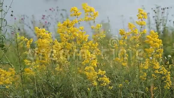 一片黄草的田野视频的预览图