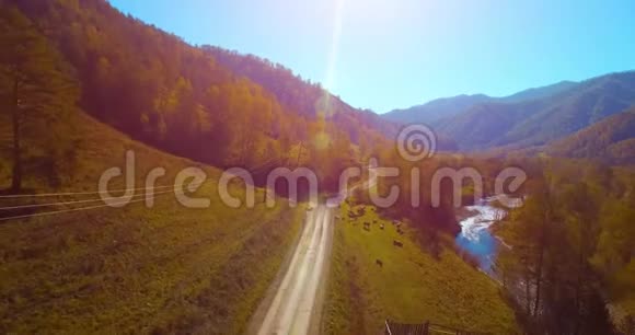 在阳光明媚的夏日早晨中气飞越新鲜的山河和草地农村土路下面奶牛和汽车视频的预览图