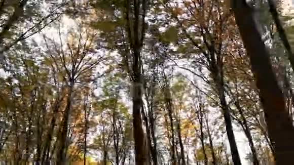 有黄叶的森林树木视频的预览图