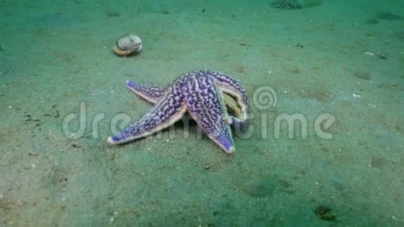 海星捕食贝壳上的沙底视频的预览图