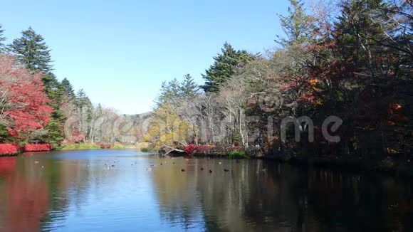 日本长野市卡拉泽的一个名叫库木拜克的池塘视频的预览图