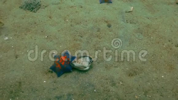 海星捕食贝壳上的沙底视频的预览图