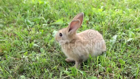 可爱的兔子坐在草地上视频的预览图