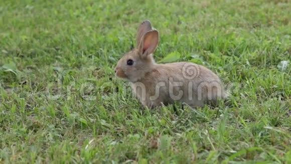 可爱的兔子坐在草地上视频的预览图