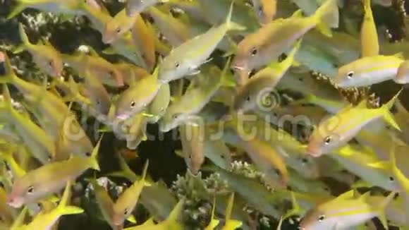 珊瑚礁鱼类学院视频的预览图