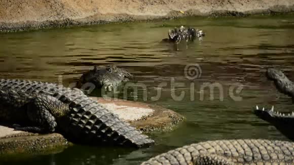 天然公园水中鳄鱼视频的预览图