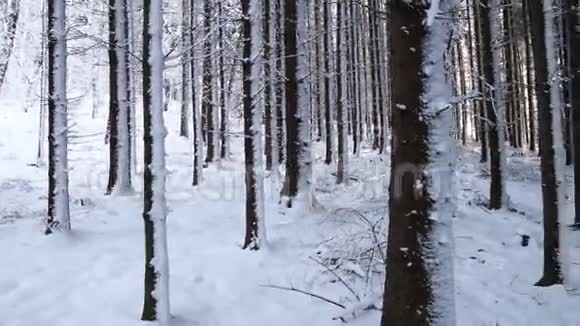 森林里的雪树视频的预览图